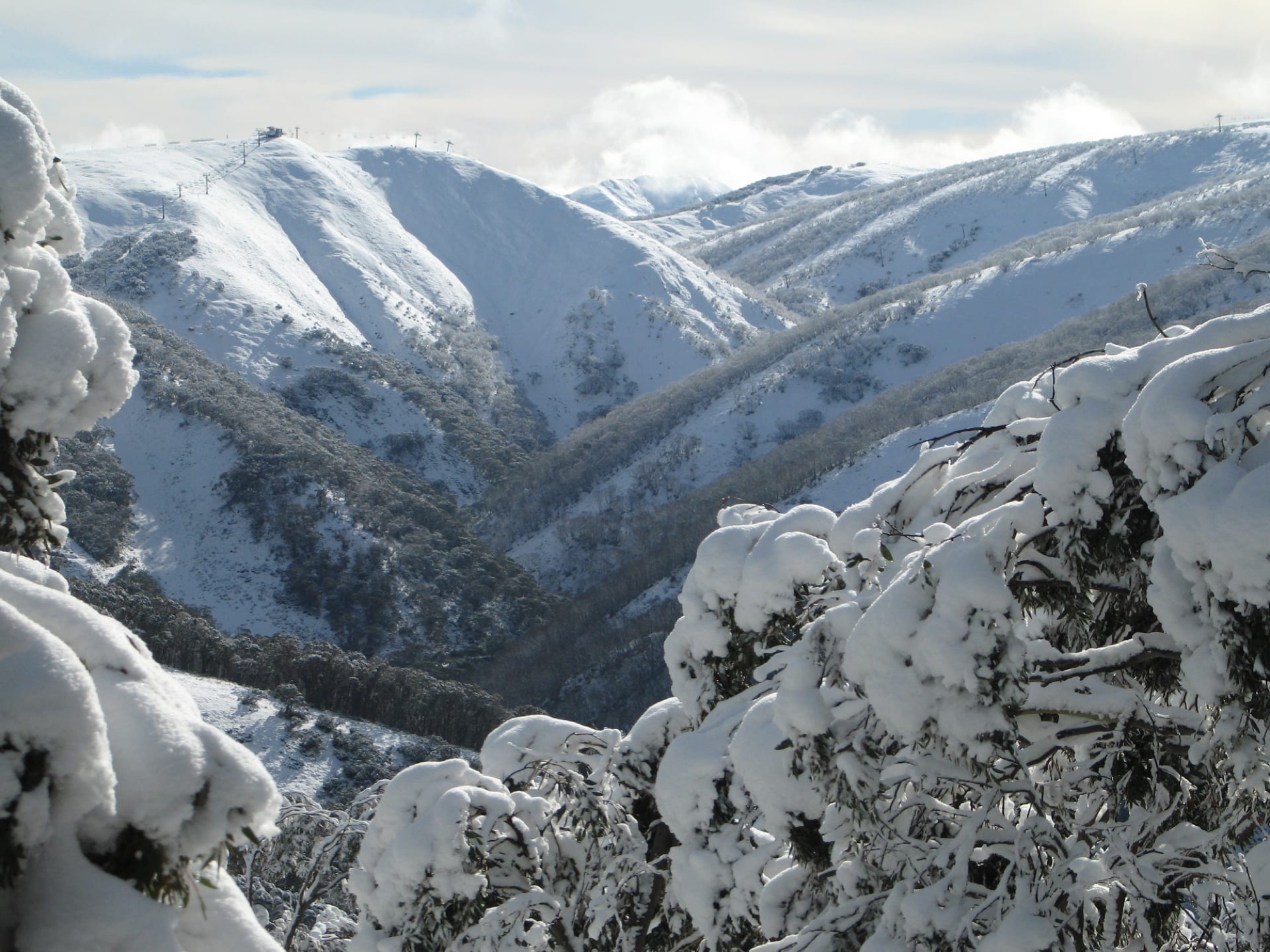 Snow-laden gums