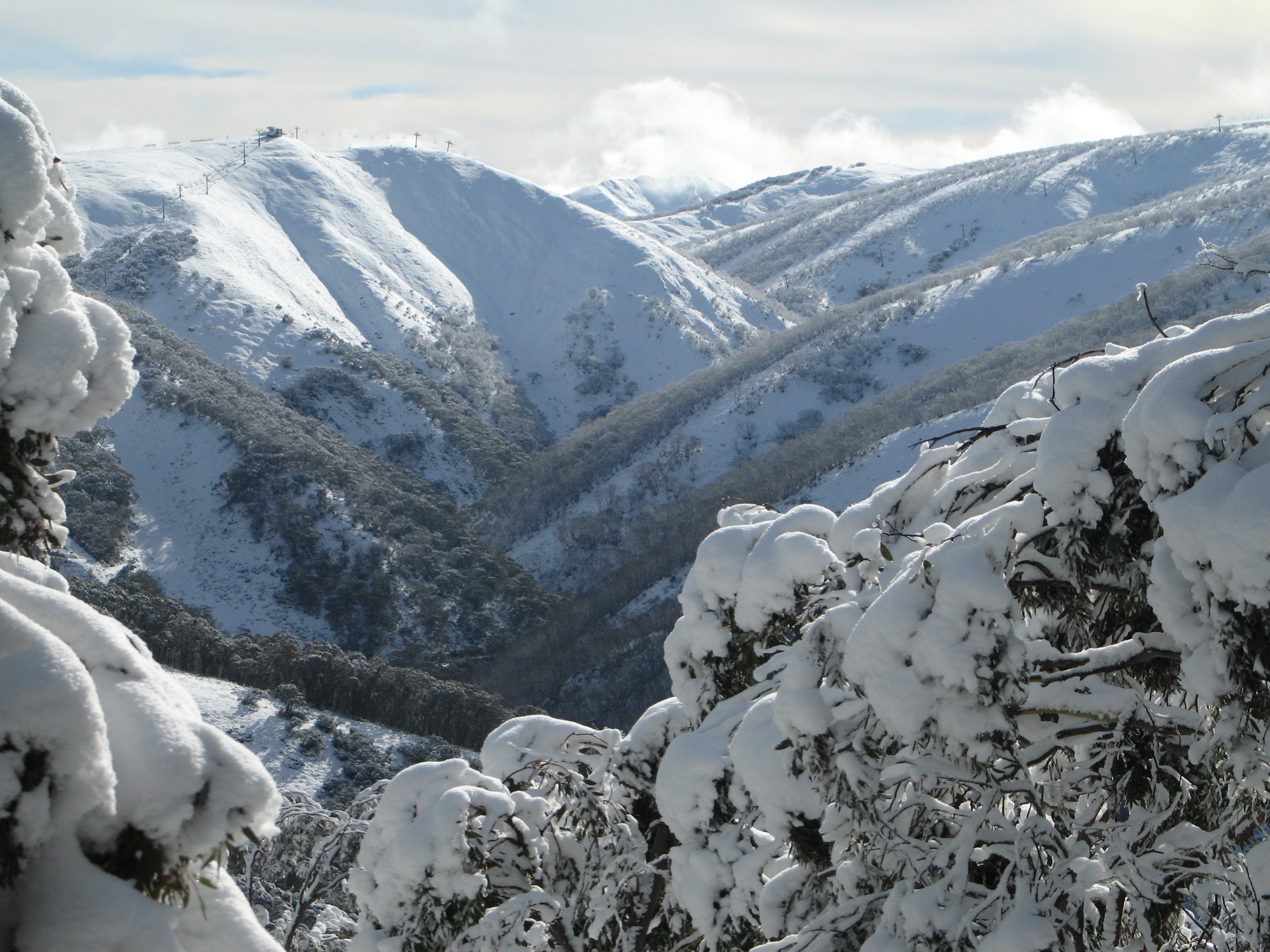 Snow-gum valley at Mount Hotham